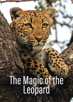 Die Magie des Leoparden