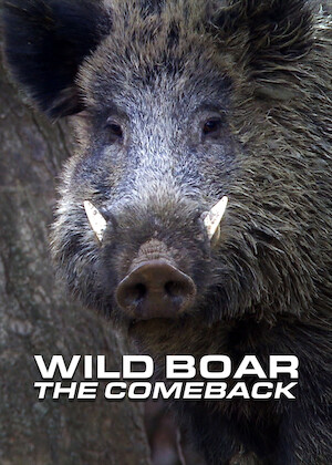 Wild Boar: The Comeback